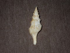 Fusinus consetti