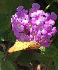 Hylephila phyleus