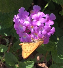 Hylephila phyleus
