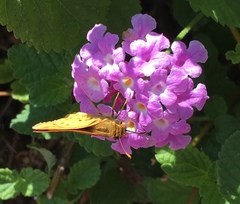Hylephila phyleus