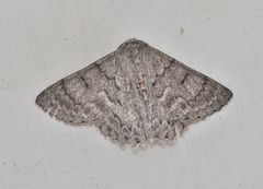 Crypsiphona tasmanica