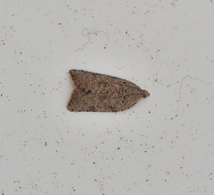 Meritastis