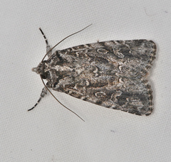 Ectopatria aspera