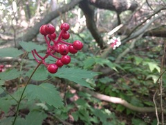 Actaea × ludovicii