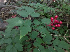 Actaea × ludovicii