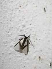 Turuptiana obliqua