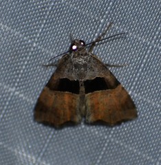 Cobubatha megaplaga