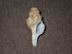 Fusinus consetti
