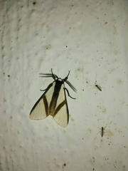 Turuptiana obliqua