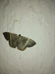 Phrygionis privignaria