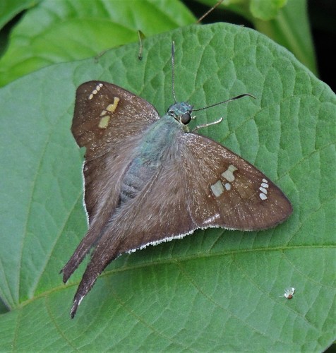 Polythrix caunus
