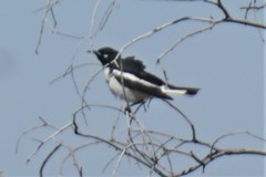 Certhionyx variegatus