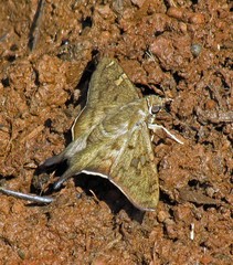 Ectomis octomaculata