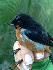 Diglossa brunneiventris