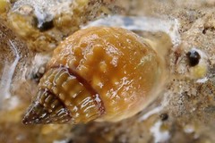 Nassarius pauperatus