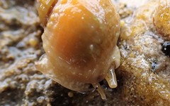 Nassarius pauperatus