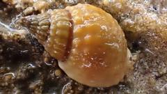 Nassarius pauperatus