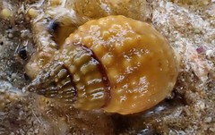 Nassarius pauperatus