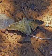 Ectomis octomaculata