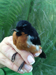 Diglossa brunneiventris