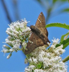 Ectomis octomaculata