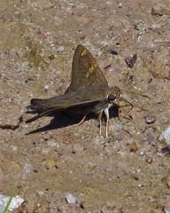 Ectomis octomaculata