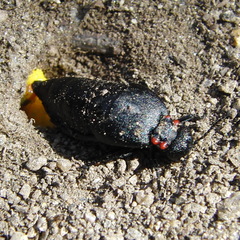 Physomeloe corallifer