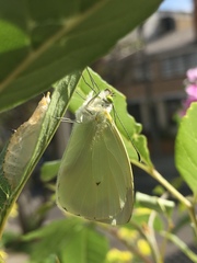 Leptophobia