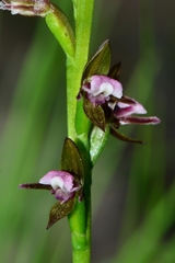 Prasophyllum brevilabre
