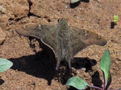 Ectomis octomaculata