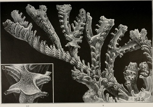 Representative image of Exidmonea