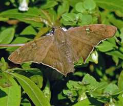 Ectomis octomaculata