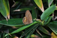 Cyllopsis nayarit