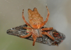 Cyrtophora citricola