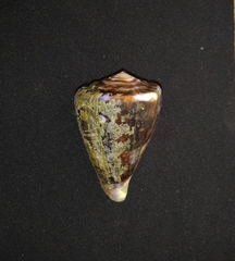 Conus purpurascens