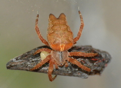 Cyrtophora citricola