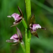 Short-lip Leek Orchid - Photo (c) Michael Keogh, some rights reserved (CC BY-NC-SA), uploaded by Michael Keogh