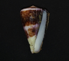Conus purpurascens