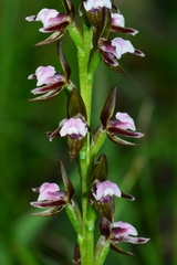 Prasophyllum brevilabre