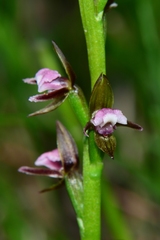 Prasophyllum brevilabre