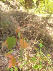Homalanthus stillingiifolius