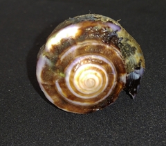 Conus purpurascens
