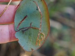 Polypedilum braseniae