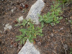 Polemonium californicum