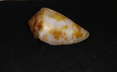 Conus purpurascens