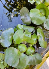 Pontederia crassipes