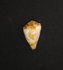 Conus purpurascens