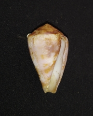 Conus purpurascens