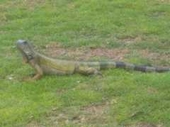 Iguana iguana