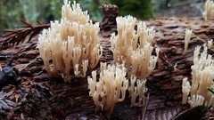 Artomyces piperatus